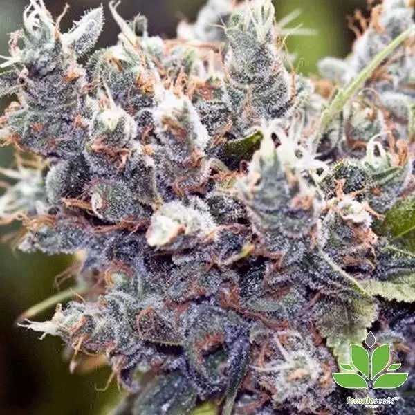 Sicht Planta de marihuana