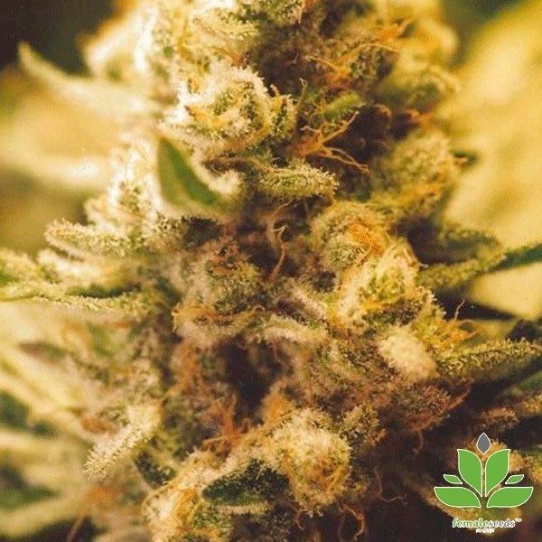 View Lemon Kush