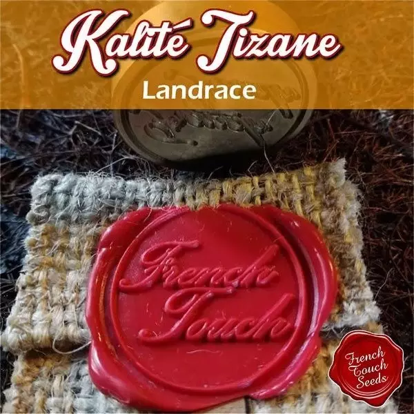 Sicht Planta de marihuana