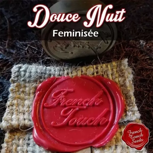 Sicht Planta de marihuana