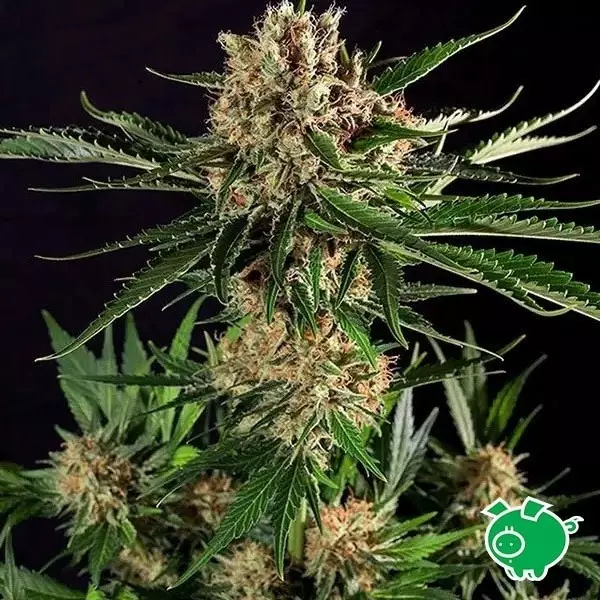 Sicht Planta de marihuana