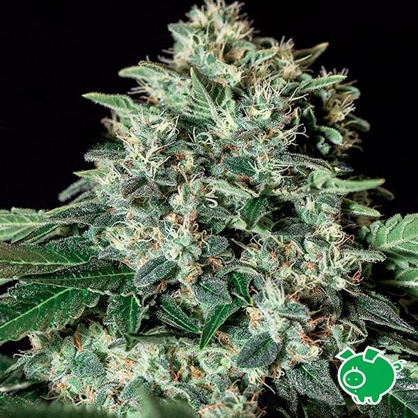 View Planta de marihuana