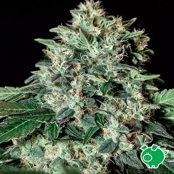 Sicht Planta de marihuana