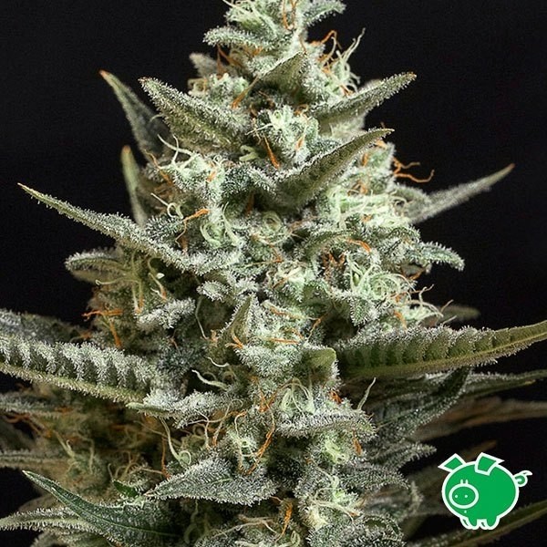 View Sweet Bilbo planta de marihuana