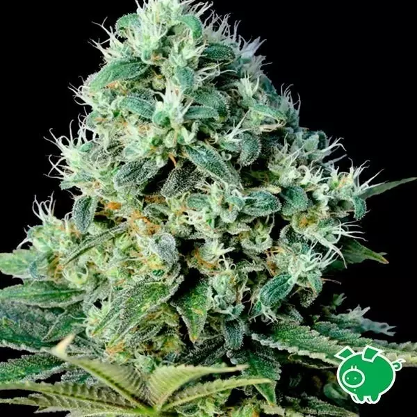 Sicht Planta de marihuana