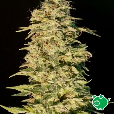 View Planta de marihuana