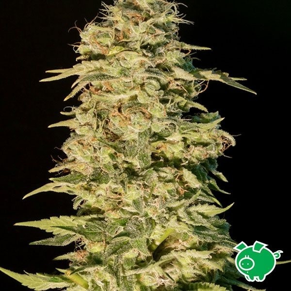 View Planta de marihuana