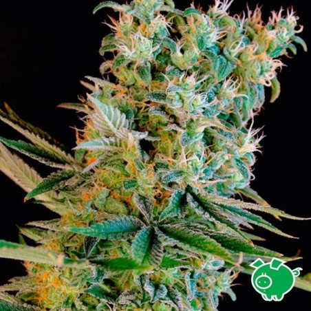 Semilla de marihuana
