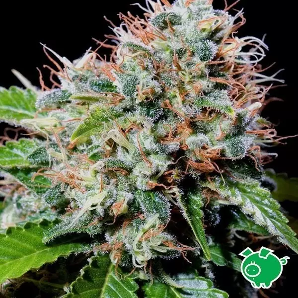 Sicht Semilla de marihuana