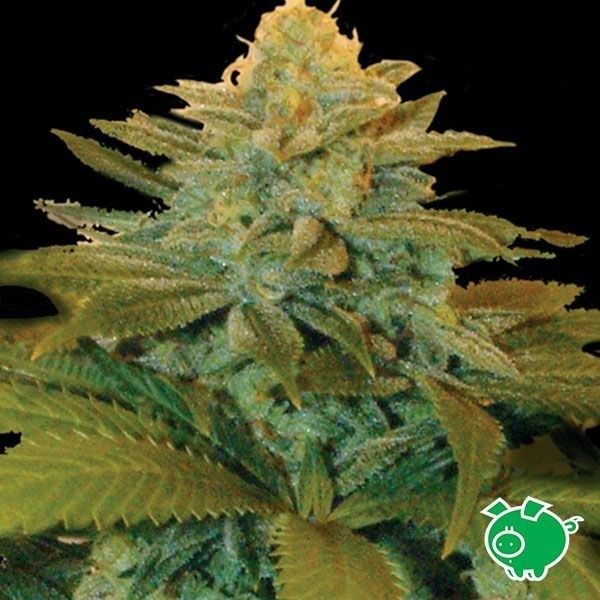 View Semilla de marihuana