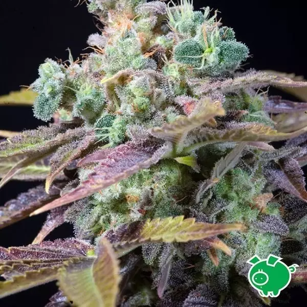 Sicht Semilla de marihuana