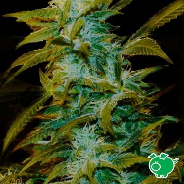 View Semilla de marihuana