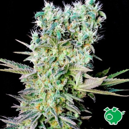 Northern Lights X