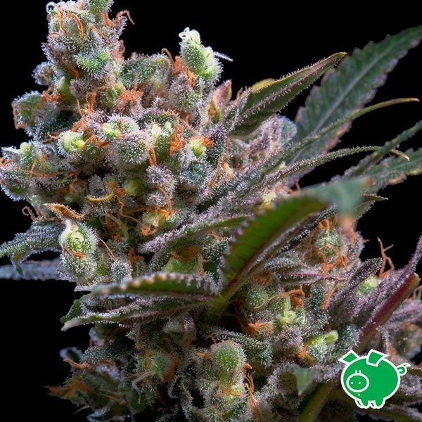 Marihuana-Samen Kritikal Bilbo