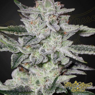 Sweet Valley Kush