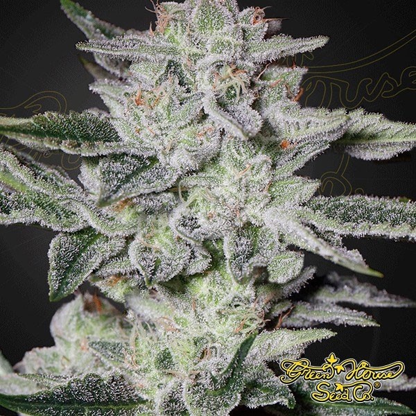 View Sweet Valley Kush