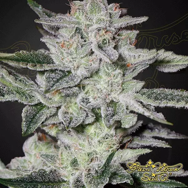 Sicht Sweet Valley Kush