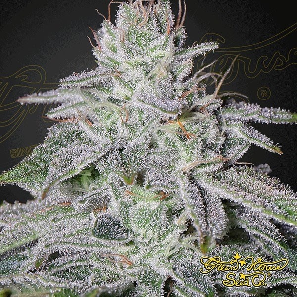 View Planta de marihuana