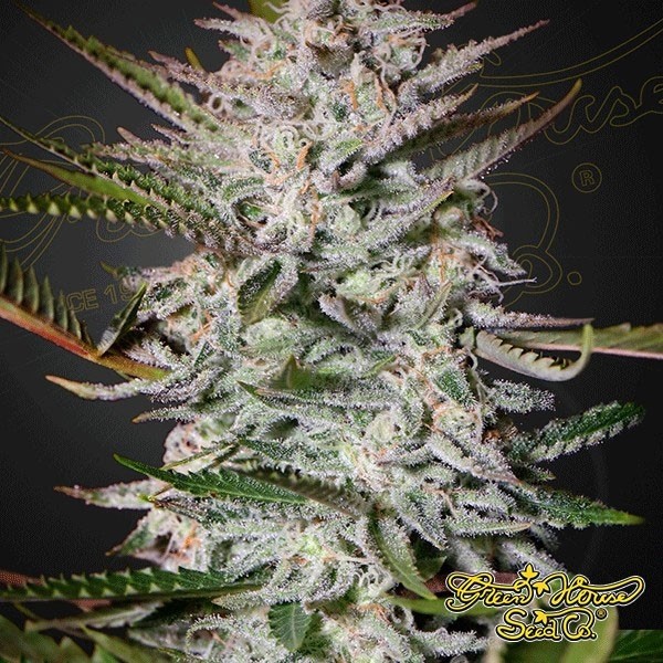 View Planta de marihuana