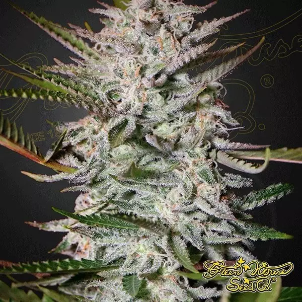 Sicht Planta de marihuana