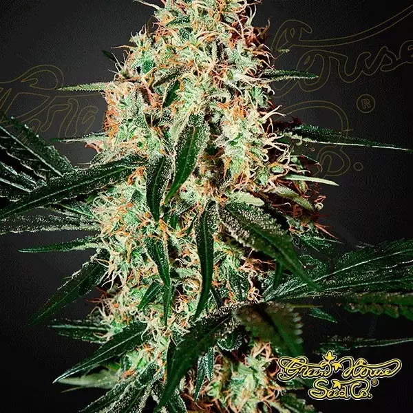 Sicht Planta de marihuana