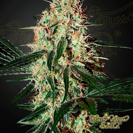 Planta de marihuana