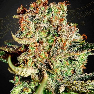 View Planta de marihuana