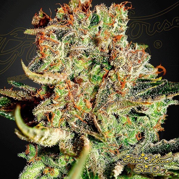 View Planta de marihuana