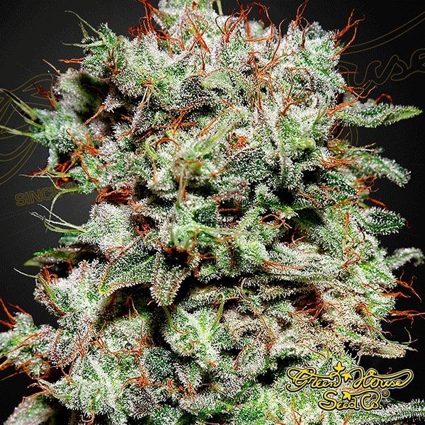 View Planta de marihuana