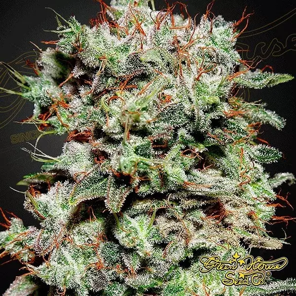 Sicht Planta de marihuana