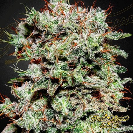 Planta de marihuana