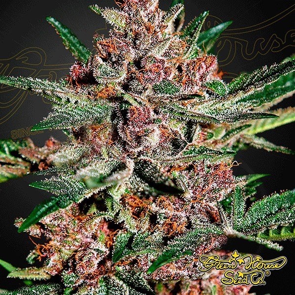 View Bubba Kush