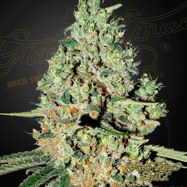Planta de marihuana