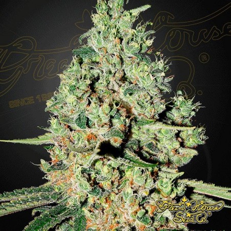 Planta de marihuana