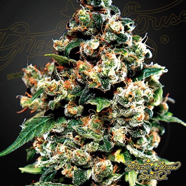 View Planta de marihuana