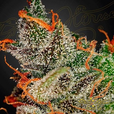 King's Kush