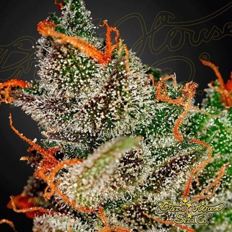 King's Kush
