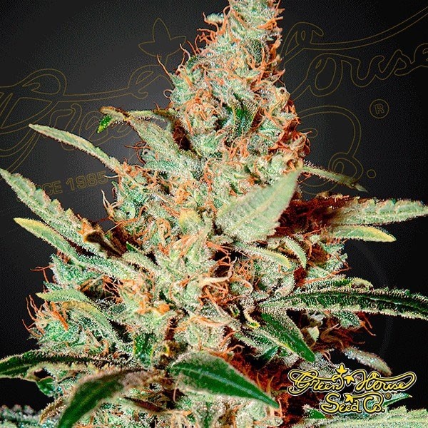 View Planta de marihuana