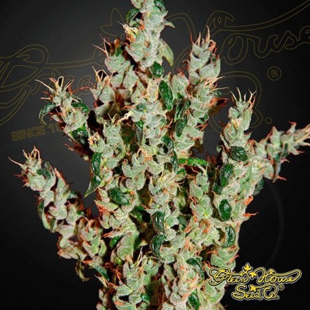 Planta de marihuana