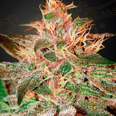 Pure Kush
