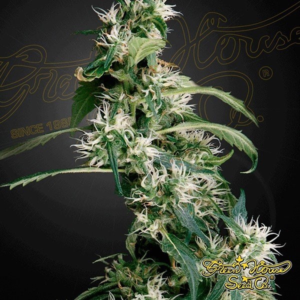View Planta de marihuana