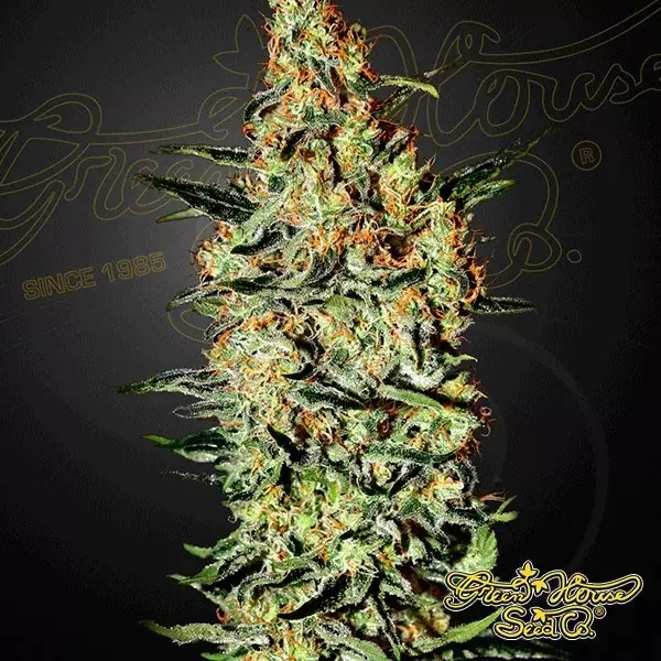 Sicht Neville's Haze planta de marihuana