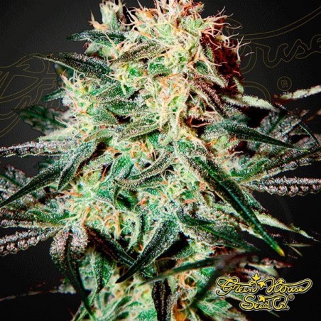 Planta de marihuana