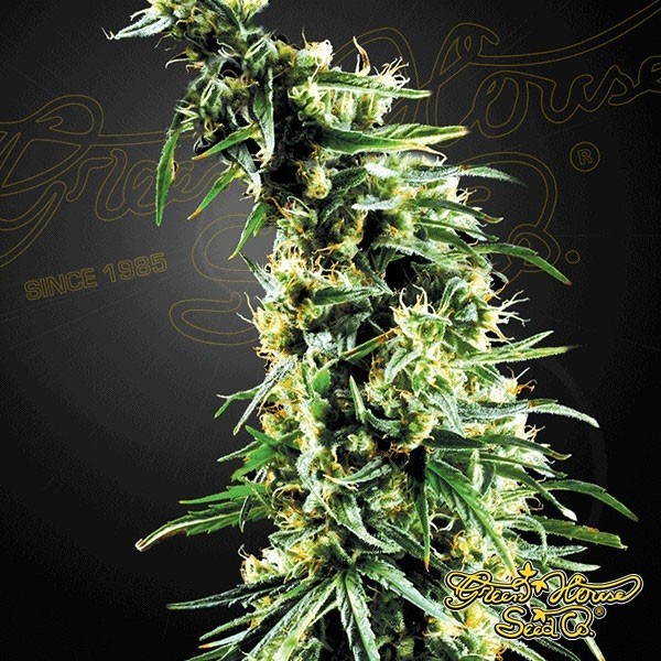 View Planta de marihuana