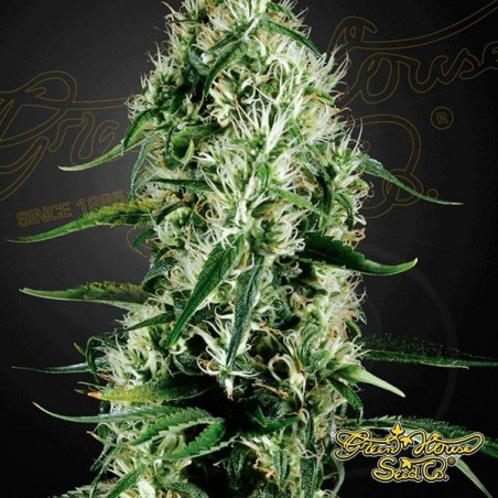Planta de marihuana
