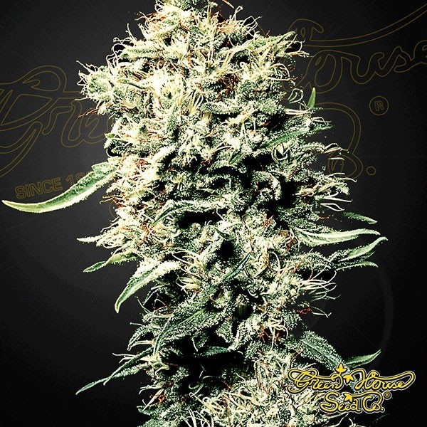 View Planta de marihuana
