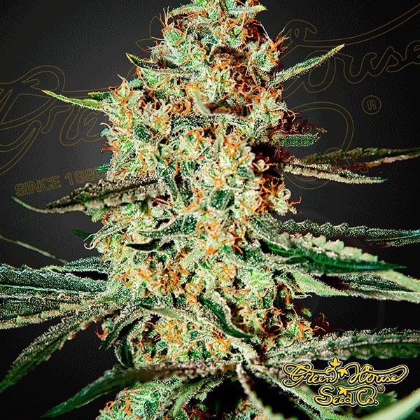 View Planta de marihuana