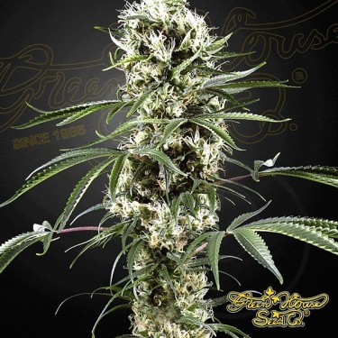 Planta de marihuana super lemon haze