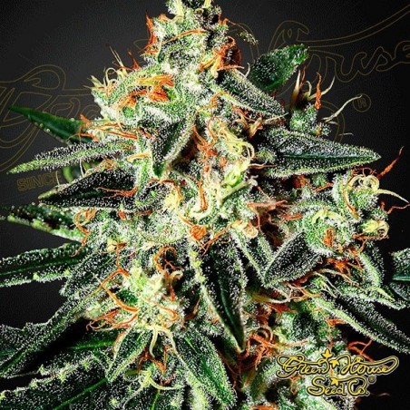 Semilla de marihuana