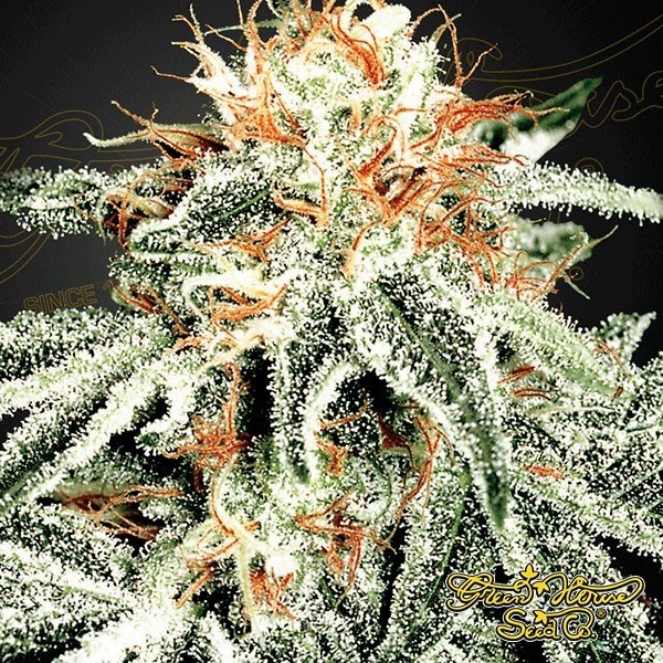 View White Widow Green House Seeds